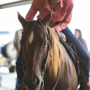 equine event photography at the garden of england circuit in Bodiham