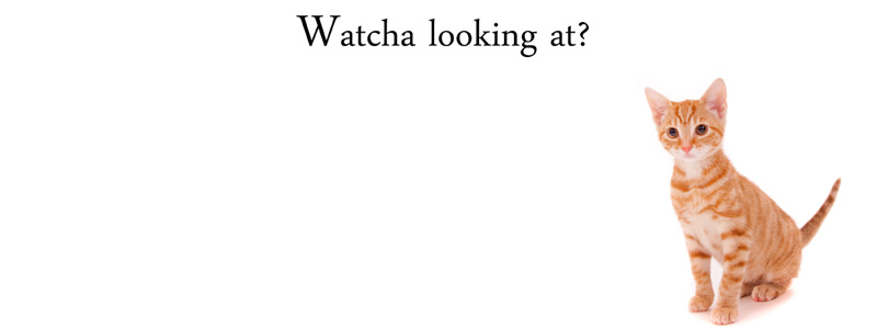 Pet photography services in Kent and the South East