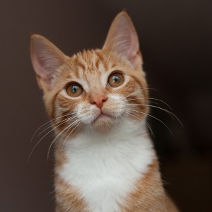 Pet photography services in Kent and the South East