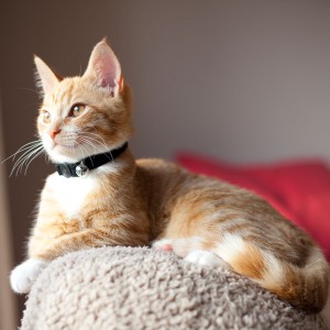 Pet photography services in Kent and the South East