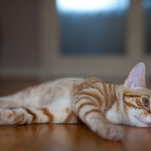 pet-photography-kent-2