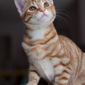 Pet photography services in Kent and the South East