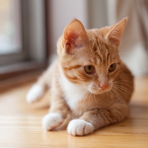 Pet photography services in Kent and the South East